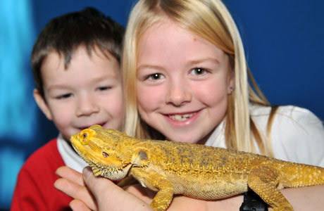 59 Best Photos Best Reptile Pets For Kids : Best Reptile Pets For Kids | Kids Matttroy