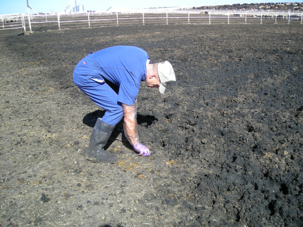 Cow poop on roof study in Saskatchewan helps understanding of E. coli