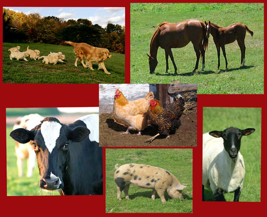 livestock barfblog