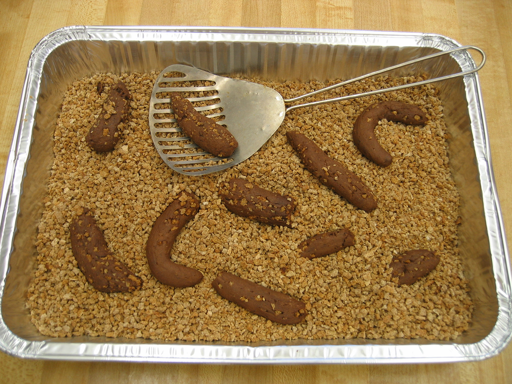 Tapeworm In Cat Poop