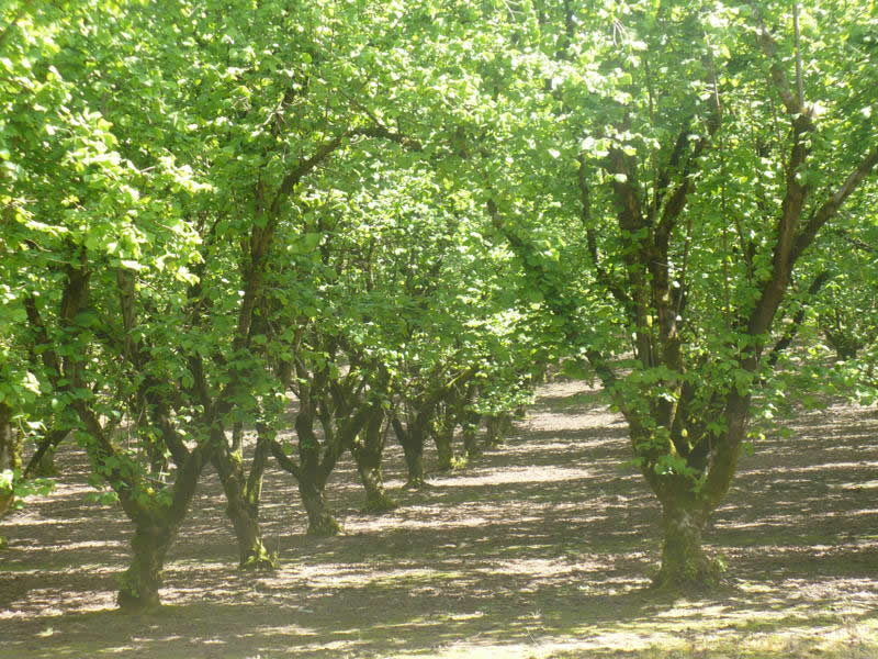 Hazelnut growers target food safety barfblog
