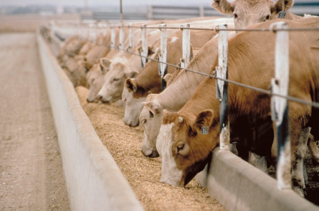 FDA guidance on animal feed safety barfblog