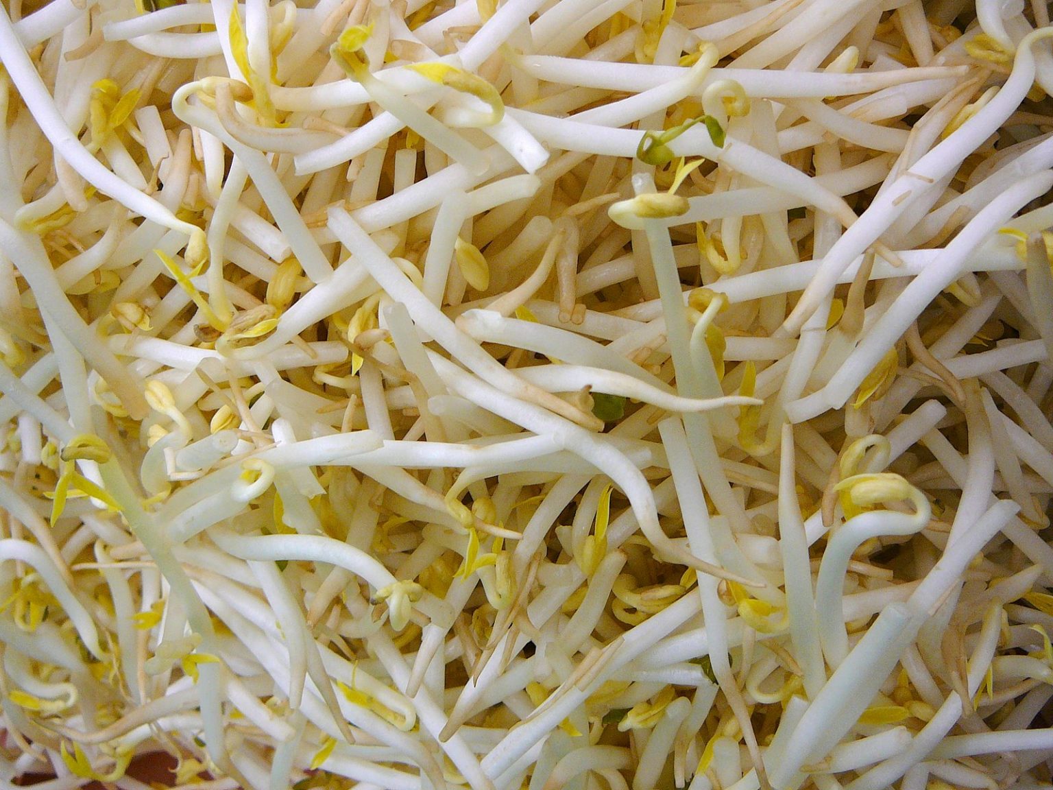 Sprouts Barfblog