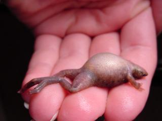 African Dwarf Frog | barfblog